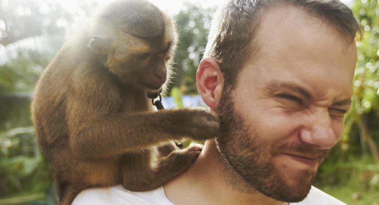 Quelles similitudes sont présentes chez les singes et les humains ?