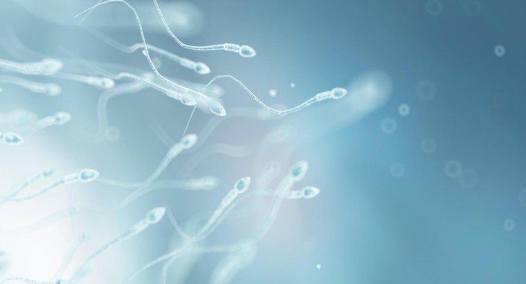 Comment le spermatozoïde est-il adapté à sa fonction ?