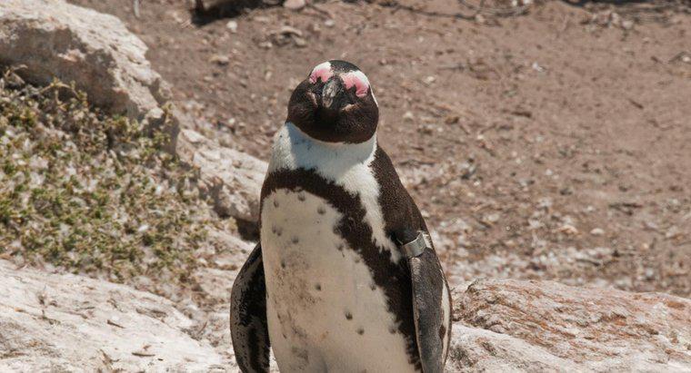 Combien pèse un pingouin ?
