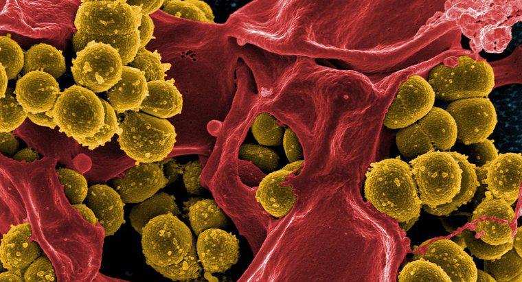 Quatre façons dont les bactéries peuvent être utiles aux humains