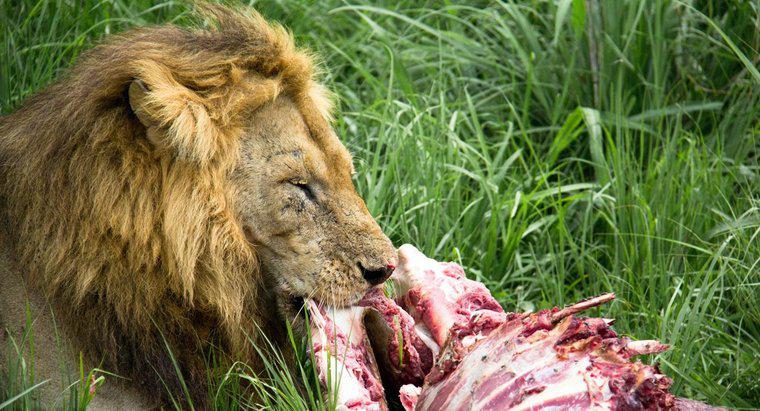 Combien mangent les Lions ?