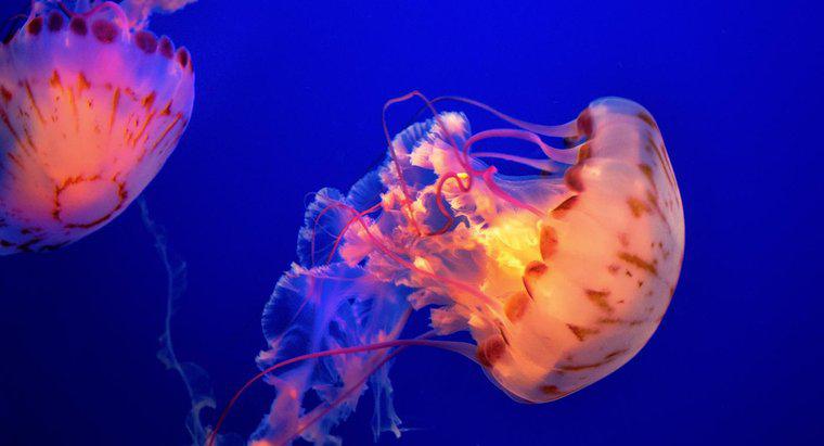 Quels sont les prédateurs des méduses ?