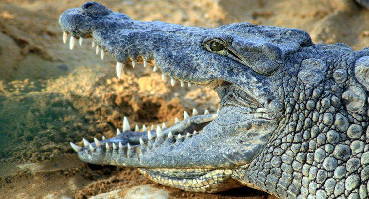 Quel est le nom scientifique d'un crocodile ?