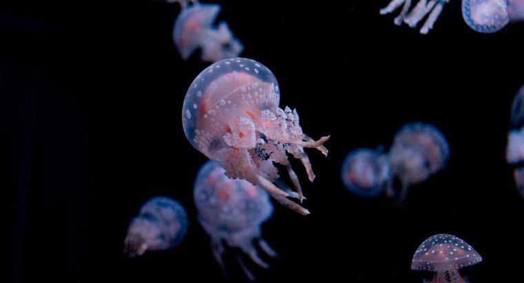 Quelles sont les parties du corps d'une méduse ?