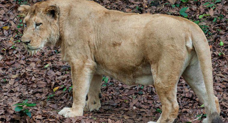Les Lions vivent-ils dans la forêt tropicale ?
