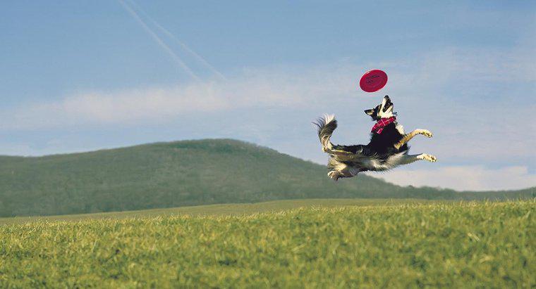 Quelles sont les meilleures races de chiens pour attraper le frisbee ?