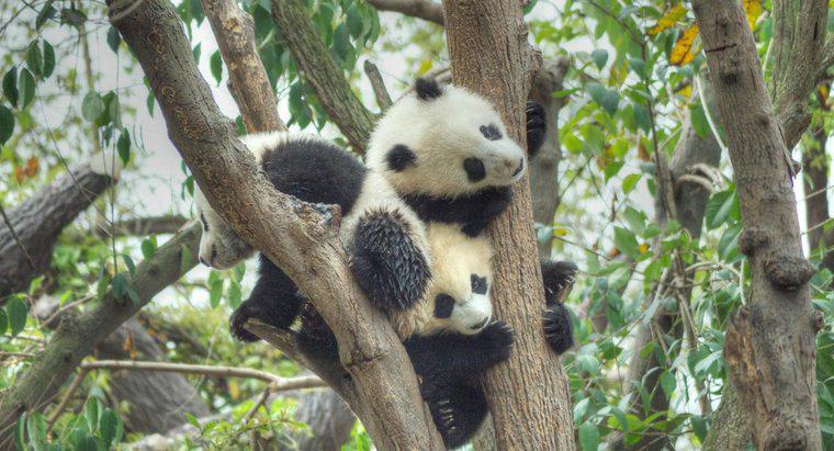 Comment les pandas se reproduisent-ils ?