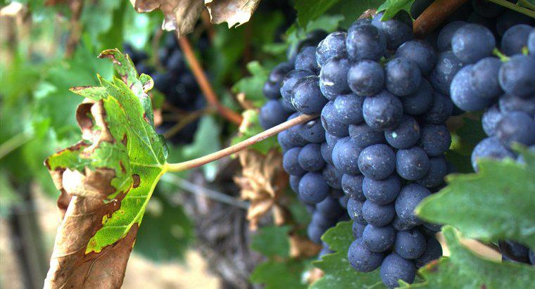 Quels sont certains faits sur les raisins?
