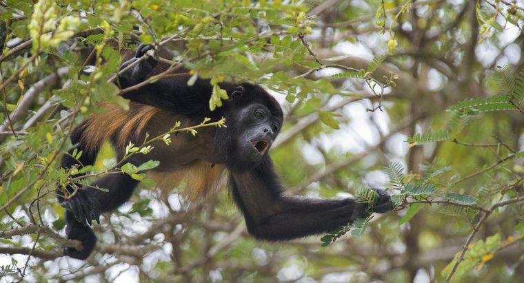 Les singes hurleurs ont-ils des ennemis ?