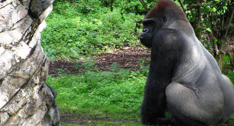 Que mangent les gorilles à dos argenté ?