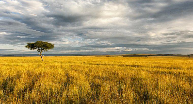 Quelles sont les ressources naturelles de la savane africaine ?