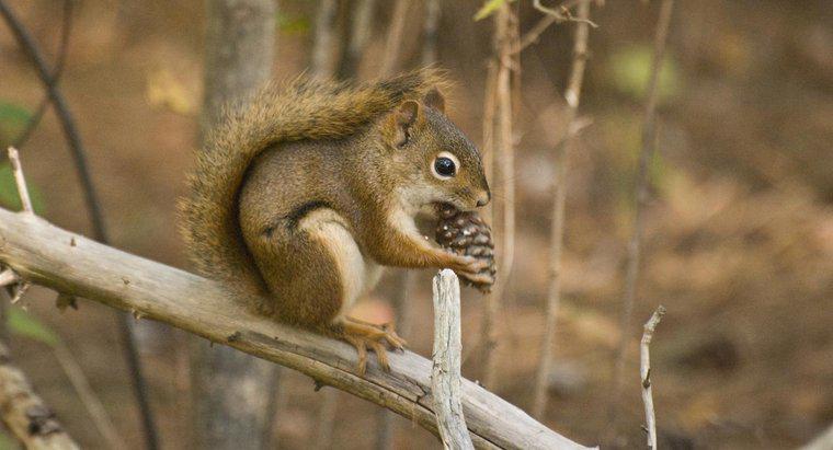 Les écureuils mangent-ils des pommes de pin ?