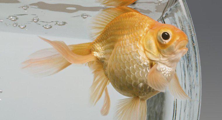 Quels poissons sont compatibles avec le poisson rouge ?