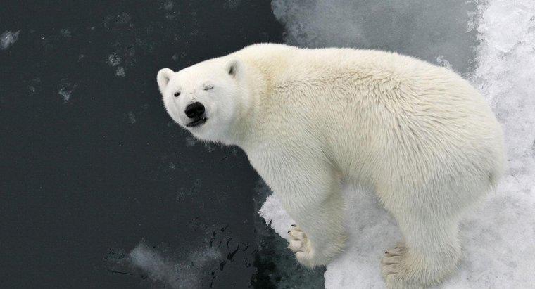 Pourquoi les ours polaires ont-ils une fourrure blanche ?