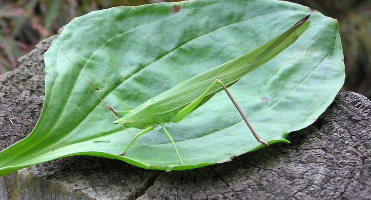 Que mangent les insectes à feuilles?