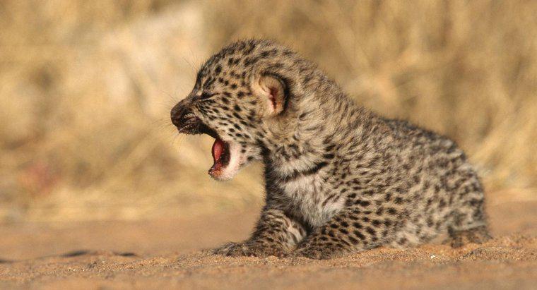 Comment s'appelle un bébé léopard ?