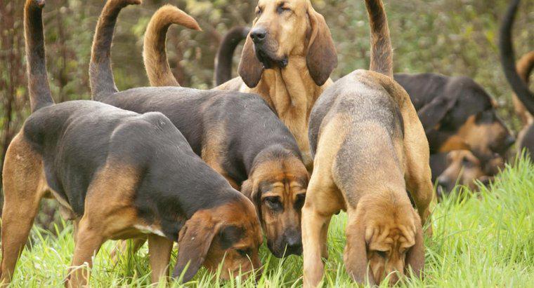 Quels sont les différents types de chiens de chasse ?