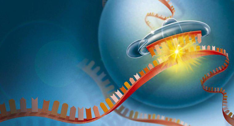 Pourquoi l'ARN est-il important pour la cellule ?