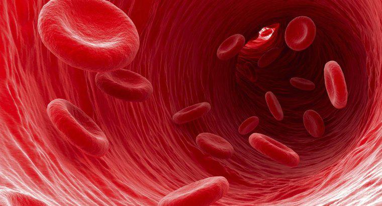 Quel type de cellules sanguines transporte les déchets loin des cellules ?