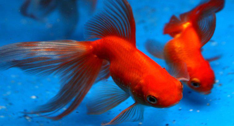 Combien de temps les poissons rouges vivent-ils ?
