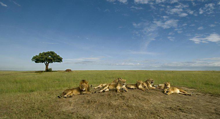 Les Lions dominent-ils vraiment la faune africaine ?