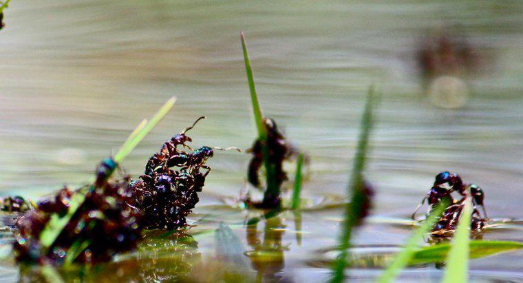 Les fourmis se noient-elles dans l'eau ?