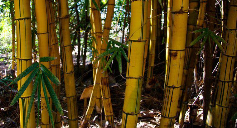 Pourquoi les tiges de bambou jaunissent-elles ?