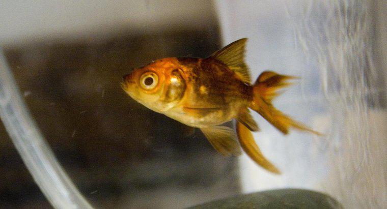 À quel âge les poissons rouges changent-ils de couleur du noir à l'or ?