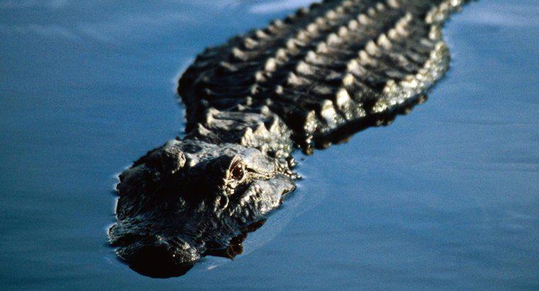Comment les alligators respirent-ils sous l'eau ?