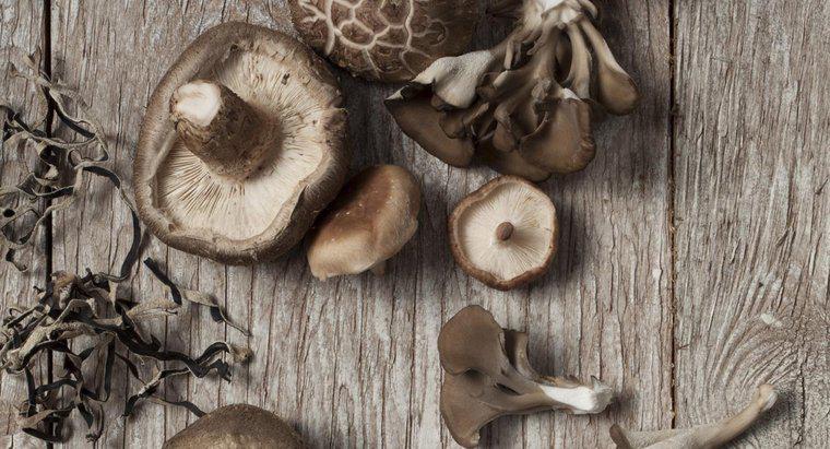 Quelles sont les parties d'un champignon?
