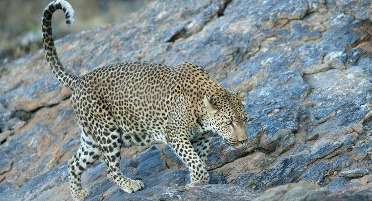 Quelle est la vitesse maximale d'un léopard ?