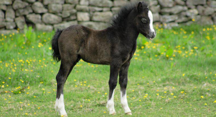 Un cheval nouveau-né peut-il marcher ?