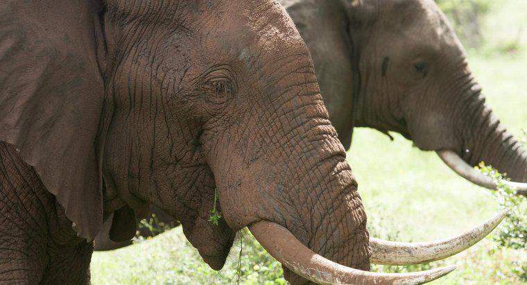 Pourquoi l'ivoire est-il si précieux ?