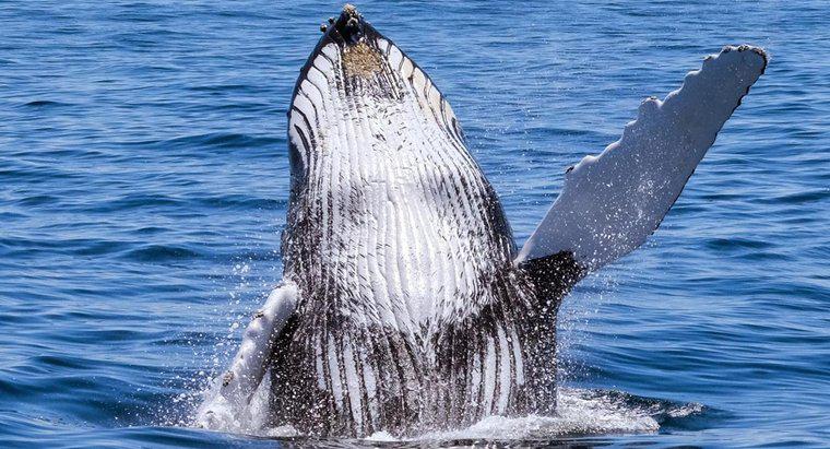 Combien de baleines reste-t-il dans le monde ?