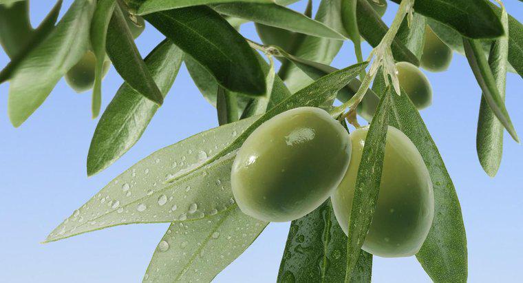 À quelle fréquence arrosez-vous un olivier?