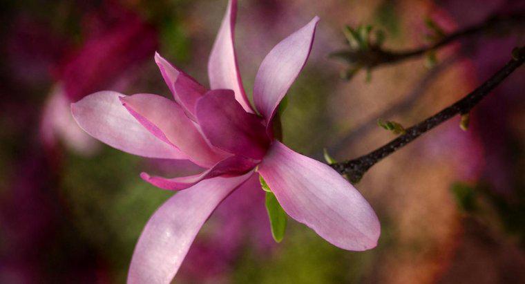 Quand fleurissent les magnolias ?