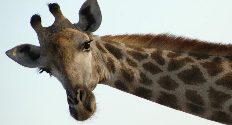 Pourquoi les girafes ont-elles des cornes ?