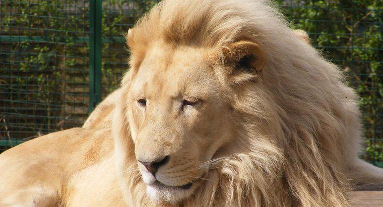 Pourquoi les lions sont-ils appelés le roi de la jungle ?