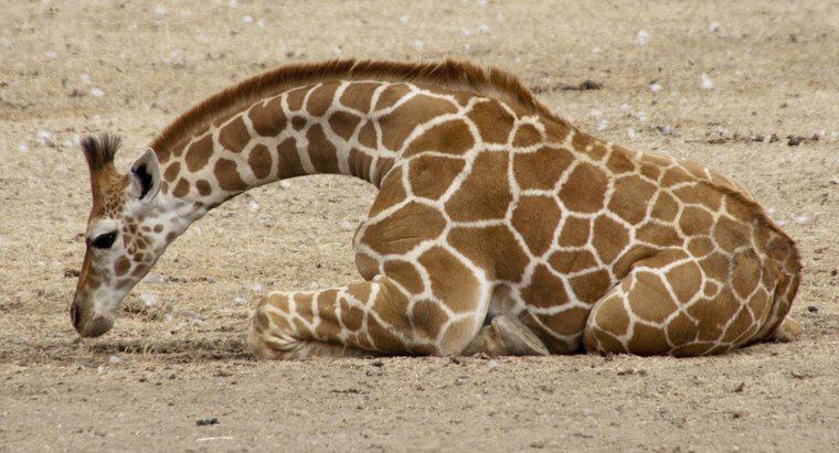 Les girafes se couchent-elles jamais ?