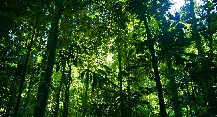 Combien de forêts tropicales reste-t-il dans le monde ?