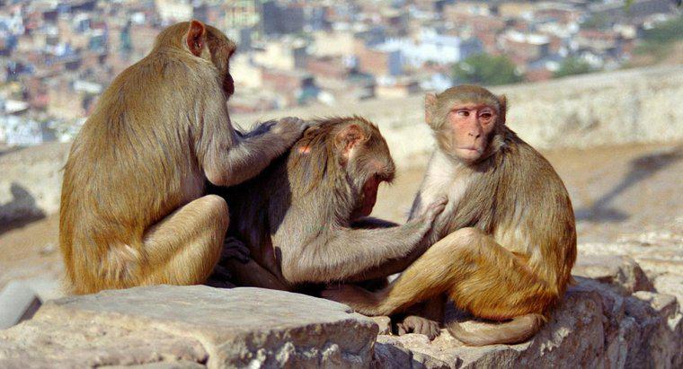 Quel est le cycle de vie d'un singe ?