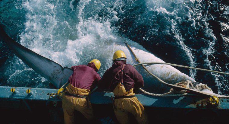 Quels sont les inconvénients de la chasse à la baleine ?
