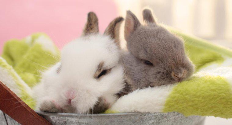 Quels sont les types de lapins de compagnie ?
