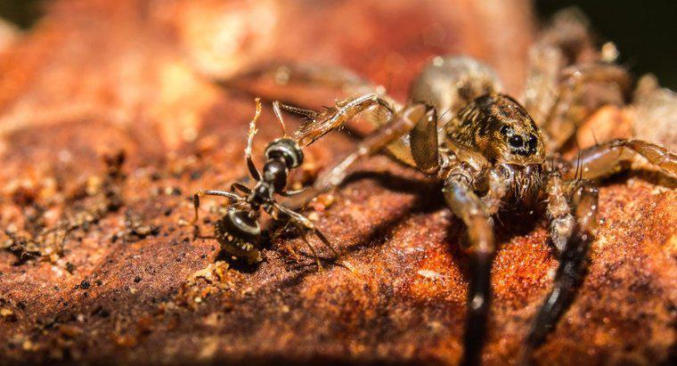 Les araignées mangent-elles des fourmis ?