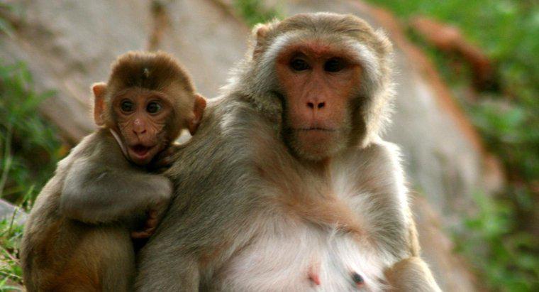 Combien de temps vit un singe ?
