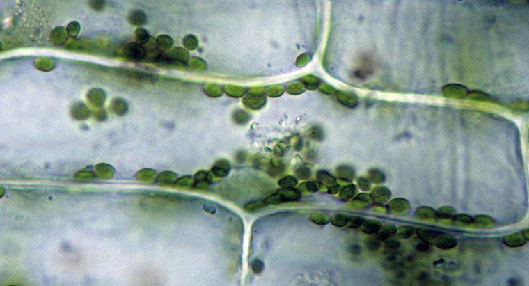 Pourquoi les chloroplastes sont-ils verts ?