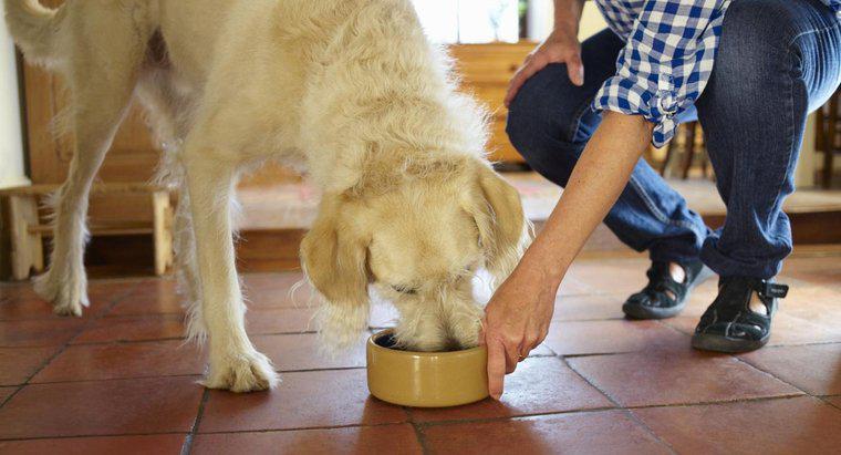 Quelles sont les qualités des aliments pour chiens les plus sains ?