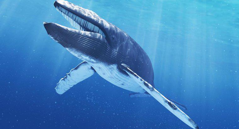 Combien pèse la langue d'une baleine bleue ?