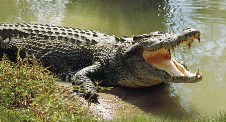 Quelle est la durée de vie moyenne d'un crocodile ?