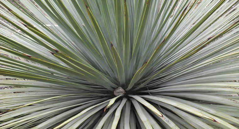 Pouvez-vous diviser une plante de yucca?